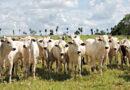 Fazendeiro terá que pagar ICMS para fazer transferência de gado entre as próprias fazendas, diz TJTO