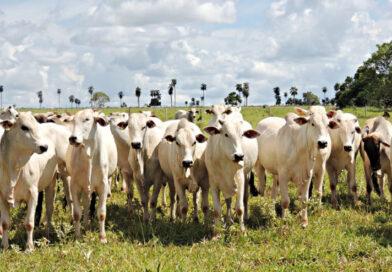 Fazendeiro terá que pagar ICMS para fazer transferência de gado entre as próprias fazendas, diz TJTO